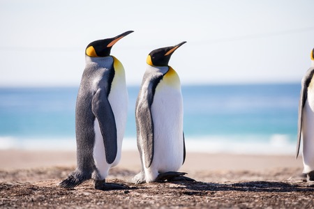 some penguins in the arctic walking around on the north pole and looking for the young babyâsの写真素材