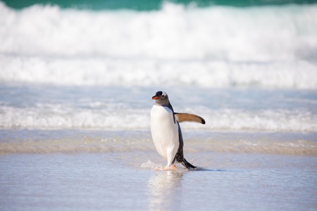 some penguins in the arctic walking around on the north pole and looking for the young babyâsの写真素材
