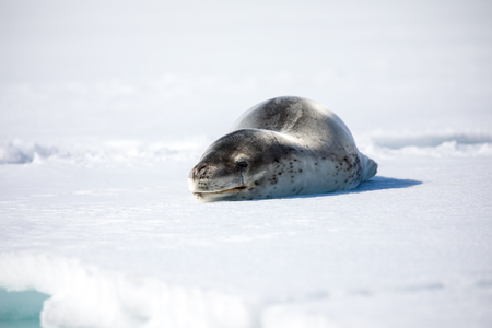 seal and sea lion sitting on a rock in the sun in the antarctica by the oceanの写真素材