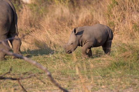 a rhino in africa is waking around and looking for food and water to drinkの写真素材