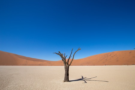 the desert of africa in the sunset with no water and very dryの写真素材
