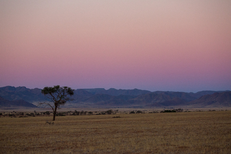the desert of africa in the sunset with no water and very dryの写真素材