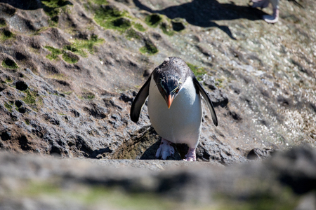 some penguins in the arctic walking around on the north pole and looking for the young babyâsの写真素材