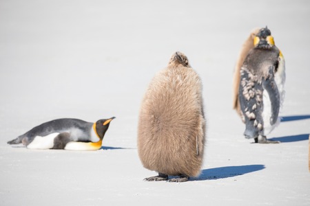 some penguins in the arctic walking around on the north pole and looking for the young babyâsの写真素材