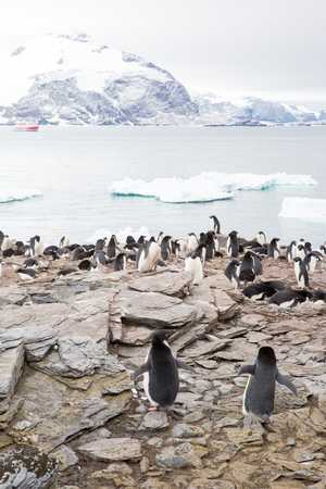 some penguins in the arctic walking around on the north pole and looking for the young babyâsの写真素材