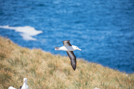 a sea gull is living in antarctica and is looking for some foodの写真素材