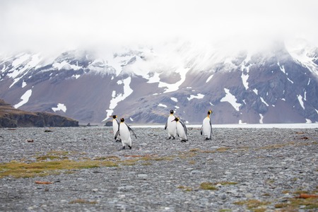 some penguins in the arctic walking around on the north pole and looking for the young babyâsの写真素材