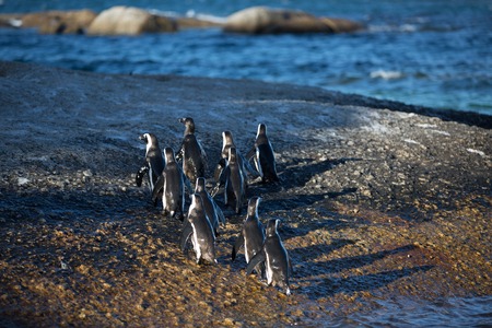 african penguins walking over the beach in the ocean to swim with there familyの写真素材