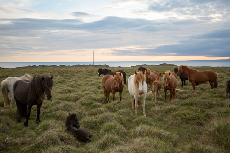 some small horse standing in the field and eating on a cloudy dayの写真素材
