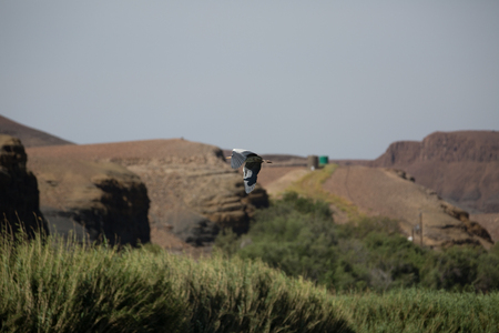 an african bird is looking for food and tryâs not to be the foodの写真素材