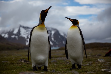 some penguins in the arctic walking around on the north pole and looking for the young babyâsの写真素材