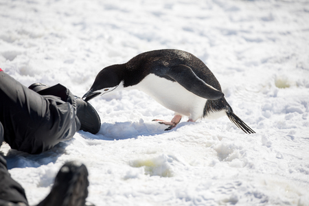 some penguins in the arctic walking around on the north pole and looking for the young babyâsの写真素材