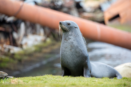 seal and sea lion sitting on a rock in the sun in the antarctica by the oceanの写真素材