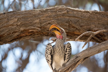 an african bird is looking for food and tryâs not to be the foodの写真素材