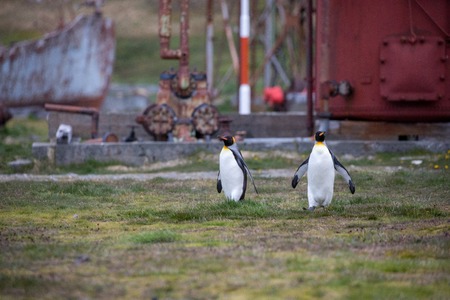 some penguins in the arctic walking around on the north pole and looking for the young babyâsの写真素材