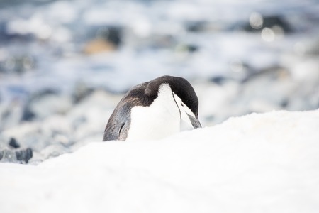 some penguins in the arctic walking around on the north pole and looking for the young babyâ€™s