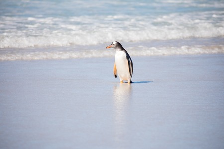 some penguins in the arctic walking around on the north pole and looking for the young babyâsの写真素材