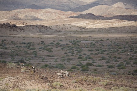 some antelope eating in the savanna of africa in the wild natureの写真素材
