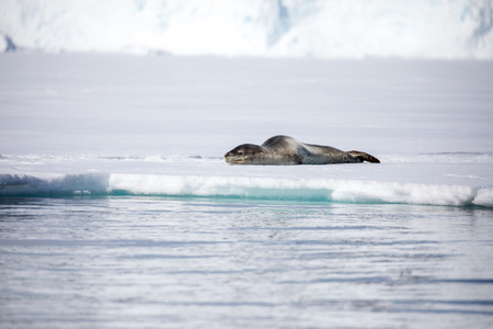 seal and sea lion sitting on a rock in the sun in the antarctica by the oceanの写真素材