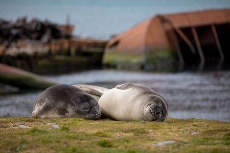 seal and sea lion sitting on a rock in the sun in the antarctica by the oceanの写真素材