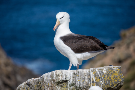 a sea gull is living in antarctica and is looking for some foodの写真素材