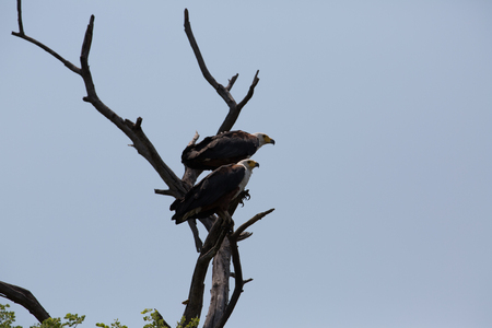 an african bird is looking for food and tryâs not to be the foodの写真素材