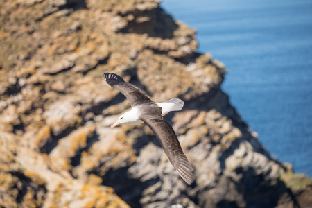 a sea gull is living in antarctica and is looking for some foodの写真素材