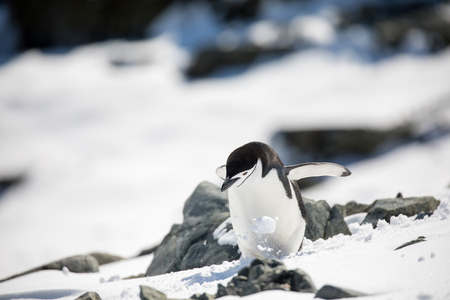 some penguins in the arctic walking around on the north pole and looking for the young babyâ€™s