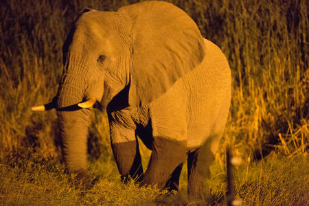 a big elephant family in africa is walking around for eating and drinking waterの写真素材