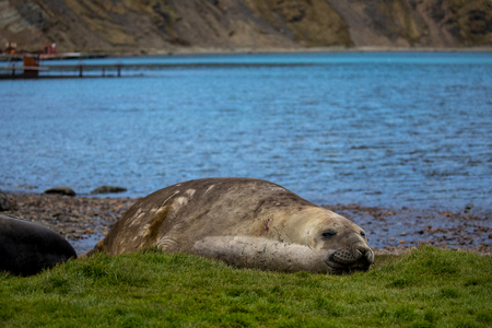 seal and sea lion sitting on a rock in the sun in the antarctica by the oceanの写真素材