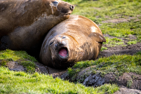 seal and sea lion sitting on a rock in the sun in the antarctica by the oceanの写真素材
