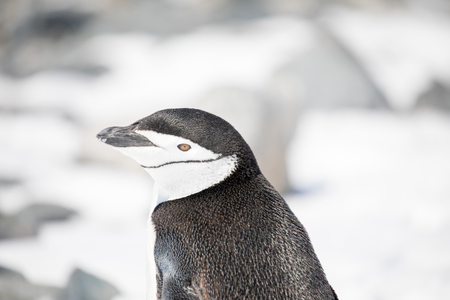 some penguins in the arctic walking around on the north pole and looking for the young babyâ€™s