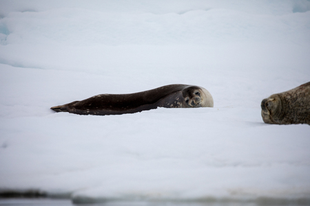 seal and sea lion sitting on a rock in the sun in the antarctica by the oceanの写真素材