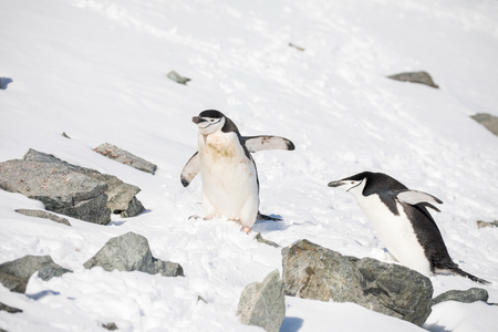 some penguins in the arctic walking around on the north pole and looking for the young babyâ€™s