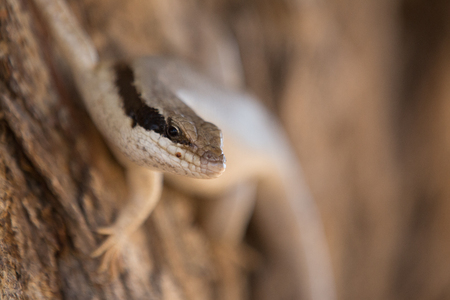 a lizard s sitting in the sun to warm up an and look for food