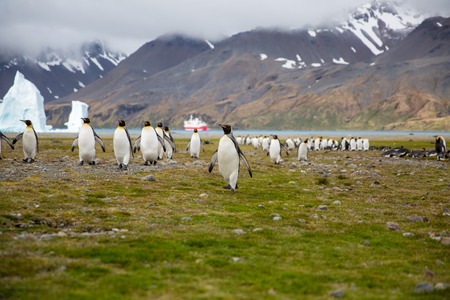 some penguins in the arctic walking around on the north pole and looking for the young babyâ€™s