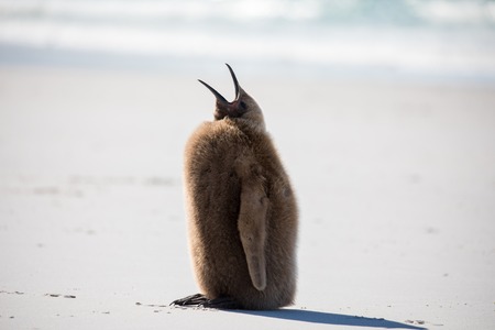 some penguins in the arctic walking around on the north pole and looking for the young babyâsの写真素材