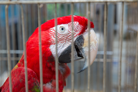 a very intelligent parrot is sitting as a home petの写真素材