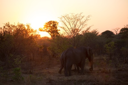 a big elephant family in africa is walking around for eating and drinking water