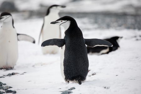 some penguins in the arctic walking around on the north pole and looking for the young babyâsの写真素材