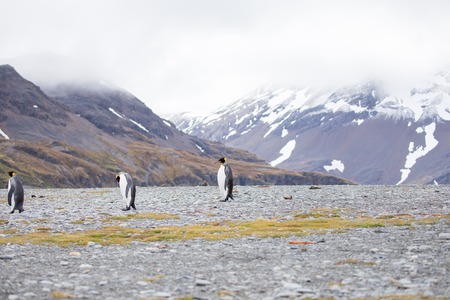 some penguins in the arctic walking around on the north pole and looking for the young babyâsの写真素材