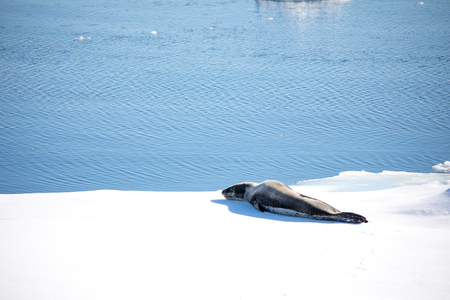 seal and sea lion sitting on a rock in the sun in the antarctica by the oceanの写真素材