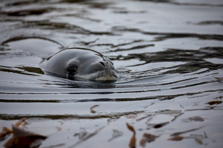 seal and sea lion sitting on a rock in the sun in the antarctica by the oceanの写真素材