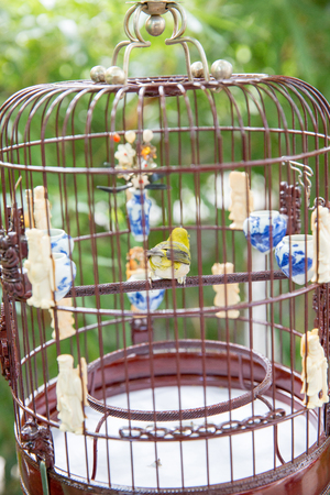 a very intelligent parrot is sitting as a home petの写真素材