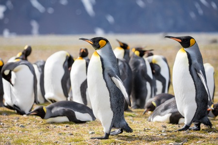 some penguins in the arctic walking around on the north pole and looking for the young babyâsの写真素材
