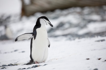 some penguins in the arctic walking around on the north pole and looking for the young babyâ€™s