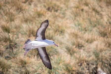 a sea gull is living in antarctica and is looking for some foodの写真素材