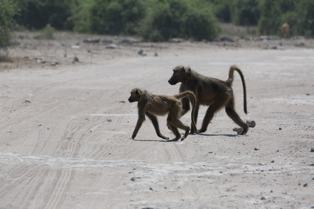 a family of monkeys crossing the street in a small village in africaの写真素材