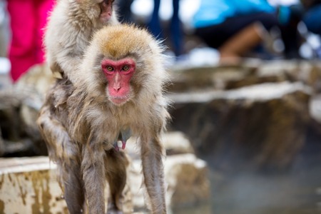 some macaque apes take a bath with the family in asia japan