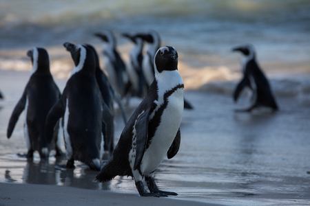african penguins walking over the beach in the ocean to swim with there familyの写真素材